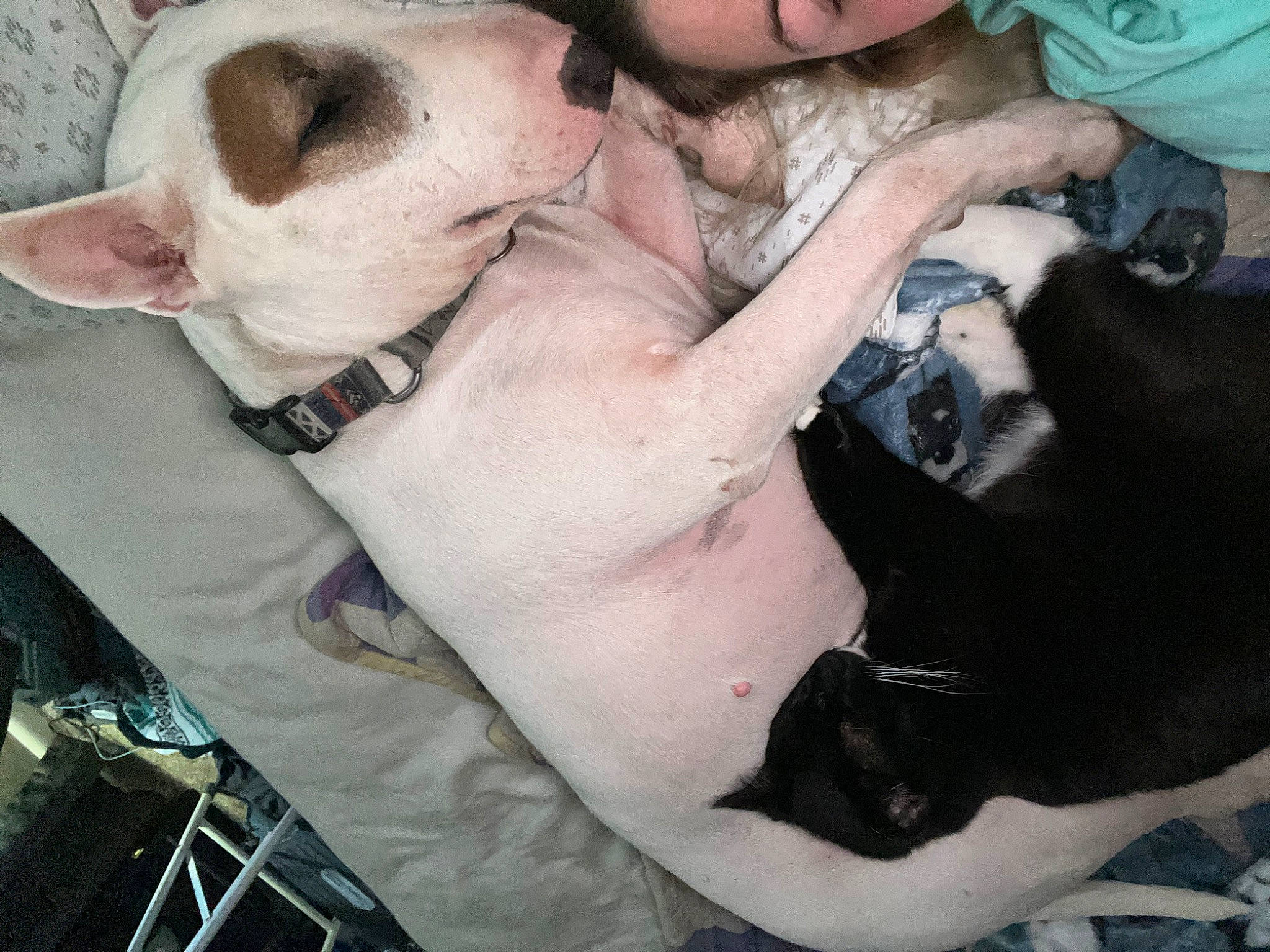 Stella is registered to the contest to win money with this photo: canidae, carnivore, collar, comfort, companion_dog, dog, dog_breed, dog_collar, ear, fawn, gesture, mammal, nail, seat_belt, snout, sporting_group, toy_dog, vertebrate, working_animal, wrist