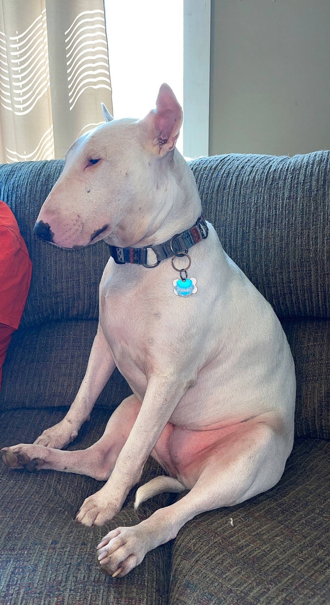 Stella is registered to the contest to win money with this photo: ancient_dog_breeds, bull_and_terrier, canidae, carnivore, collar, comfort, companion_dog, dog, dog_breed, dog_collar, dog_supply, fawn, giant_dog_breed, mexican_hairless_dog, non_sporting_group, sighthound, snout, sporting_group, working_animal