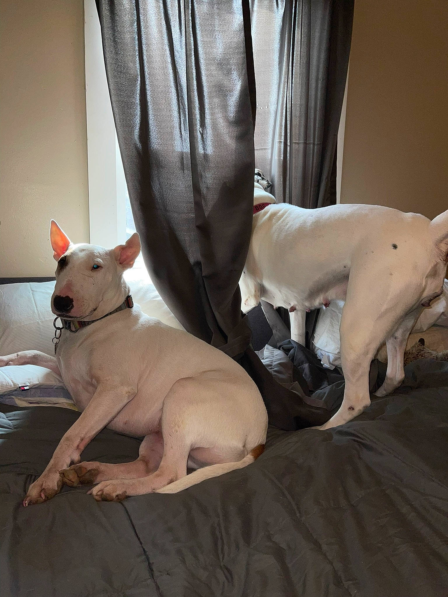 Little Bit joined the competition — help win amazing prizes! bull_and_terrier, bull_terrier, canidae, carnivore, comfort, companion_dog, couch, curtain, dog, dog_breed, english_white_terrier, fawn, leg, linens, snout, sporting_group, tail, toy_dog, whiskers, working_animal