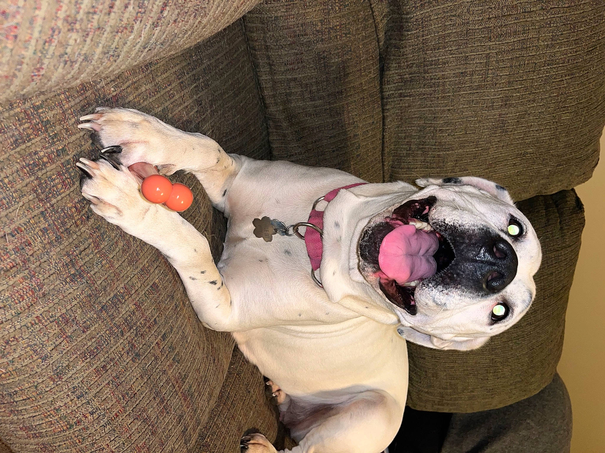 Little Bit is registered to the contest to win money with this photo: canidae, carnivore, collar, comfort, companion_dog, dog, dog_breed, dog_clothes, dog_supply, fawn, fur, leash, mammal, pet_supply, sleeve, snout, sporting_group, stuffed_toy, tail, vertebrate