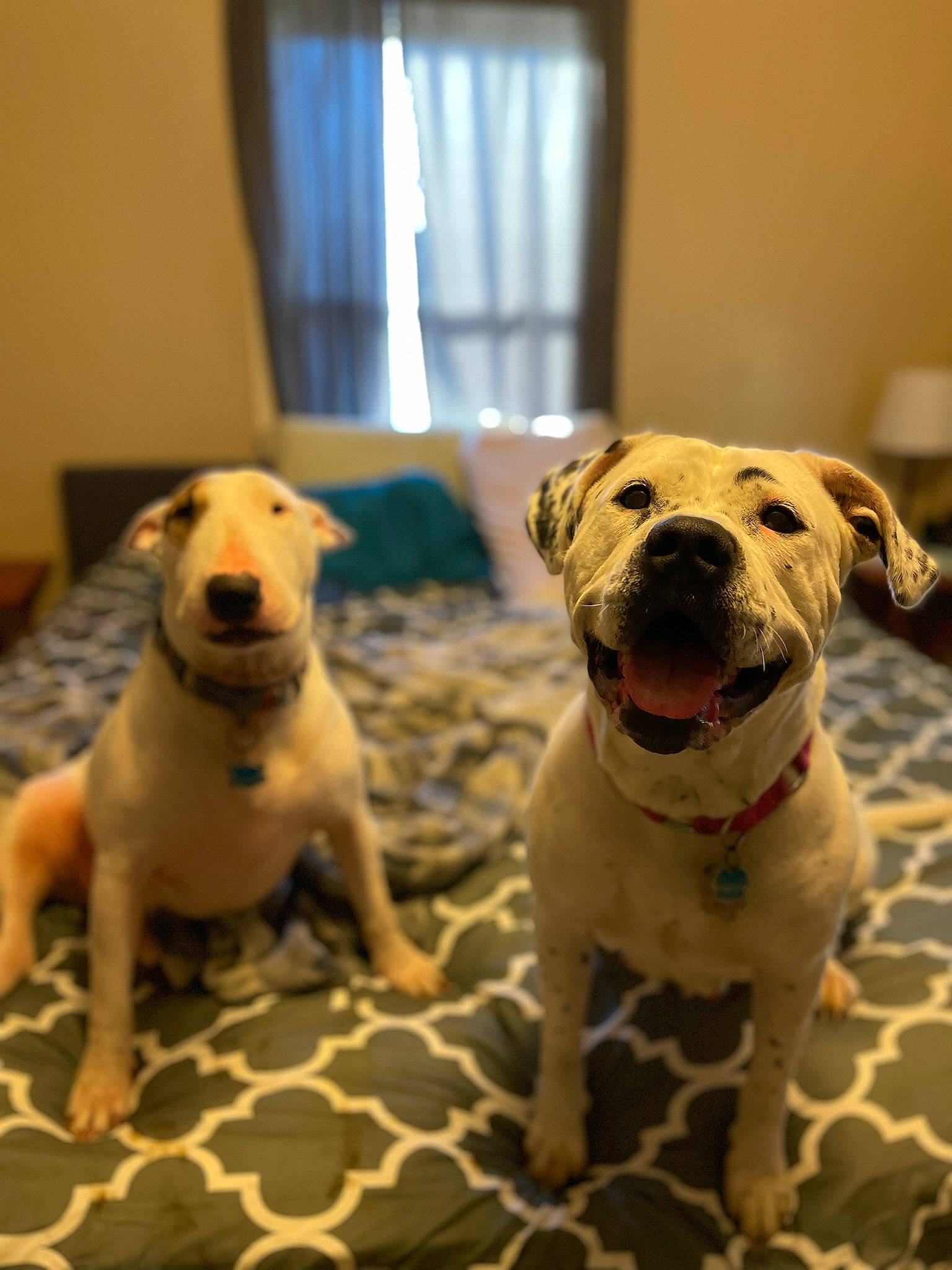 Little Bit joined the competition — help win amazing prizes! canidae, carnivore, collar, comfort, companion_dog, dog, dog_breed, dog_collar, dog_supply, fawn, guard_dog, paw, pet_supply, snout, sporting_group, television, vertebrate, whiskers, working_animal, working_dog