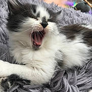 Dave joined the competition — help win amazing prizes! kitten, cat, yawning, fluffy, black_and_white, pet, animal, feline, cozy, blanket, indoor, cute, whiskers, fur, sleepy, relaxed, small_animal, mammal, resting, closeup