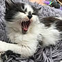 kitten, cat, yawning, fluffy, black_and_white, pet, animal, feline, cozy, blanket, indoor, cute, whiskers, fur, sleepy, relaxed, small_animal, mammal, resting, closeup