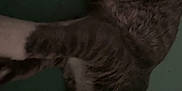 Leo is registered to the contest to win money with this photo: cat, tabby, lying_down, indoor, pet, animal, feline, soft_surface, relaxed, whiskers, paw, ears, striped, fur, closeup, sleepy, domestic, quiet, cozy, resting