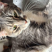 Leo joined the competition — help win amazing prizes! cat, tabby, gray_cat, whiskers, green_eyes, close_up, pet, feline, indoor, blanket, soft_texture, fur, animal, relaxed, cute, domestic_cat, laying, resting, young_cat, portrait