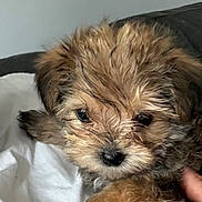 Kyle is registered to the contest to win money with this photo: adorable, animal, brown, closeup, cozy, cute, dog, eyes, fluffy, fur, hand, indoor, nose, pet, portrait, puppy, small, soft, white_blanket, young