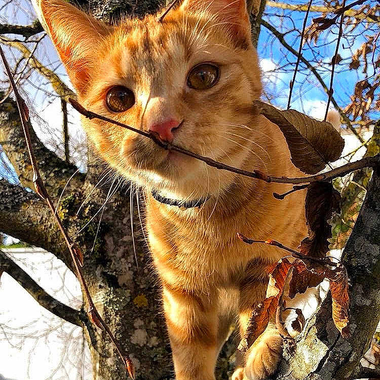 Gary a rejoint le concours — aidez-le/la à gagner de superbes lots ! abyssinian, accessories, animal, arrow, cat, kitten, land, nature, oak, outdoors, pet, plant, strap, sycamore, tree, treetrunk, vegetation, weapon, wood, woodland