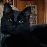 Howell joined the competition — help win amazing prizes! cat, black_cat, indoor, pet, animal, feline, couch, living_room, green_eyes, relaxed, close_up, domestic_cat, fur, whiskers, collar, household, background, furniture, portrait, resting