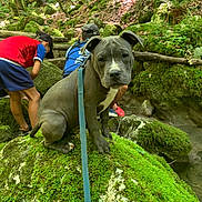 Aros a rejoint le concours — aidez-le/la à gagner de superbes lots ! dog, puppy, moss, rock, forest, greenery, nature, child, children, exploring, outdoor, leash, casual_clothing, cap, shorts, tree, wood, person, summer, adventure