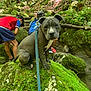 dog, puppy, moss, rock, forest, greenery, nature, child, children, exploring, outdoor, leash, casual_clothing, cap, shorts, tree, wood, person, summer, adventure