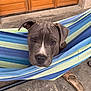 Aros participe au concours pour gagner de l'argent avec cette photo : dog, puppy, gray_dog, hammock, striped_hammock, outdoor, stone_floor, door, wooden_door, pet, animal, curious, looking, face, ears, nose, sandal, footwear, resting, closeup