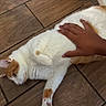 animal, belly_rub, cat, close_up, comfort, cute, domestic_cat, floor, fur, hand, human_interaction, indoor, lying_down, orange_and_white_cat, paw, pet, relaxation, resting, whiskers, wooden_floor