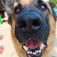 Terry participe au concours pour gagner de l'argent avec cette photo : animal, black, blurred_background, brown, canine, close_up, dog, ears, face, friendly, fur, german_shepherd, happy, mouth_open, nose, outdoor, pet, teeth, tongue, whiskers