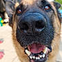 animal, black, blurred_background, brown, canine, close_up, dog, ears, face, friendly, fur, german_shepherd, happy, mouth_open, nose, outdoor, pet, teeth, tongue, whiskers