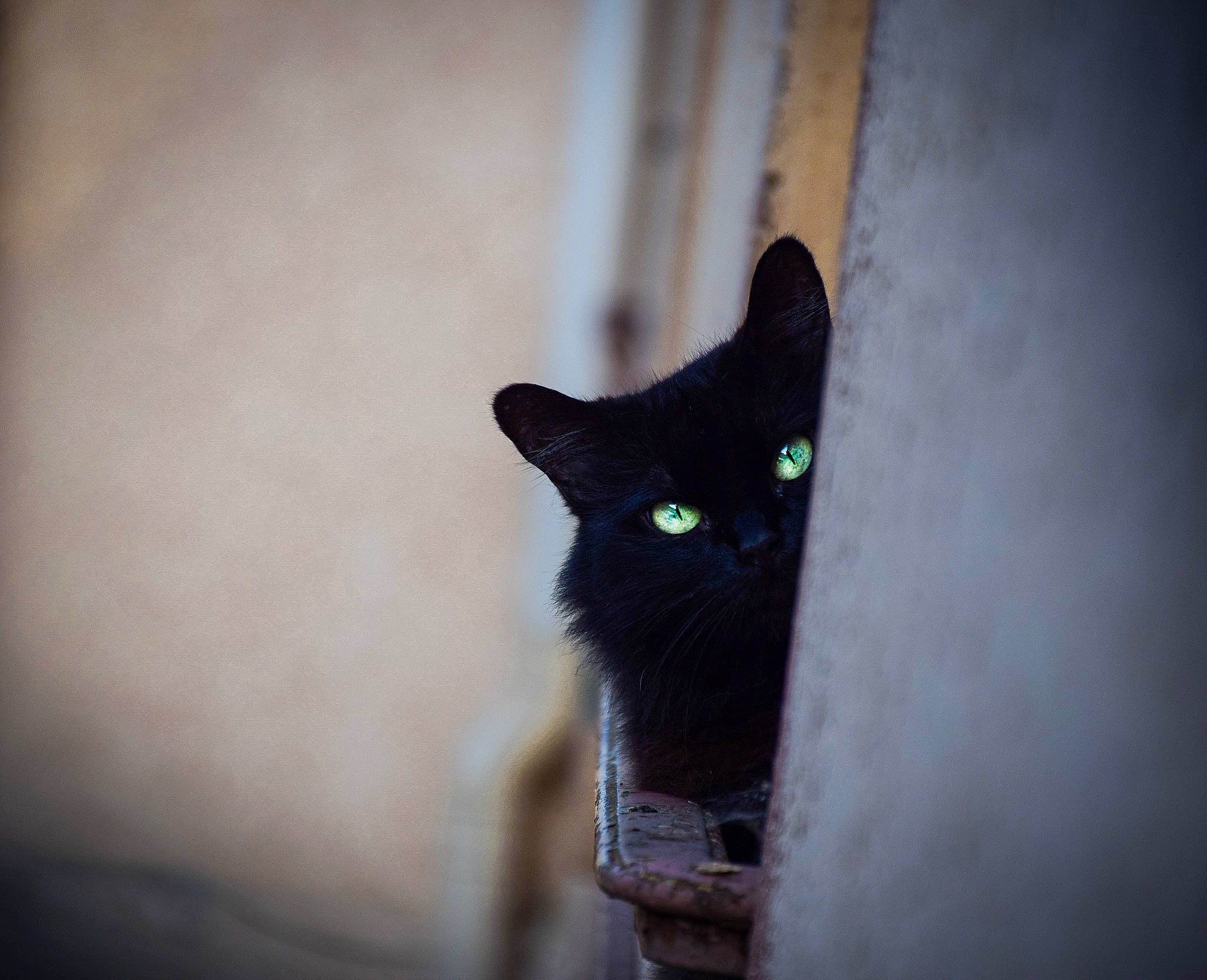 Lune participe au concours pour gagner de l'argent avec cette photo : black_cat, bombay, carnivore, cat, darkness, domestic_short_haired_cat, felidae, fur, grey, iris, monochrome_photography, small_to_medium_sized_cats, snout, stairs, tail, tints_and_shades, tree, whiskers, window, wood