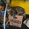 King George is registered to the contest to win money with this photo: cat, tabby, cardboard_box, eggs_label, vacuum_cleaner, dyson, yellow_wall, sneakers, shoes, floor, indoor, pet, feline, resting, fur, paw, whiskers, household, domestic, relaxed