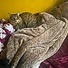 King George joined the competition — help win amazing prizes! cat, tabby, pet, animal, feline, blanket, bedding, bed, indoor, cozy, fur, resting, yellow_wall, purple_blanket, gray_blanket, comfort, relaxing, cute, domestic, soft