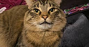 King George is registered to the contest to win money with this photo: cat, tabby, feline, pet, fur, whiskers, fangs, closeup, indoor, blanket, cozy, yellow, purple, embroidered, fabric, cute, animal, portrait, resting, eyes