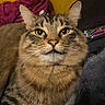 cat, tabby, feline, pet, fur, whiskers, fangs, closeup, indoor, blanket, cozy, yellow, purple, embroidered, fabric, cute, animal, portrait, resting, eyes