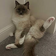 Eden is registered to the contest to win money with this photo: cat, fluffy, sitting, indoor, carpet, wall, pet, animal, cute, curious, relaxed, raised_leg, white_paws, long_tail, feline, domestic_cat, looking_at_camera, soft_fur, playful, funny_pose