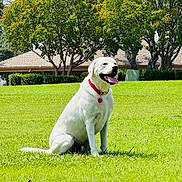 Chief joined the competition — help win amazing prizes! animal, backyard, canine, collar, daytime, dog, grass, greenery, happy, house, mammal, nature, outdoor, pet, playful, sitting, sunny, tongue_out, trees, white_dog