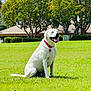 animal, backyard, canine, collar, daytime, dog, grass, greenery, happy, house, mammal, nature, outdoor, pet, playful, sitting, sunny, tongue_out, trees, white_dog
