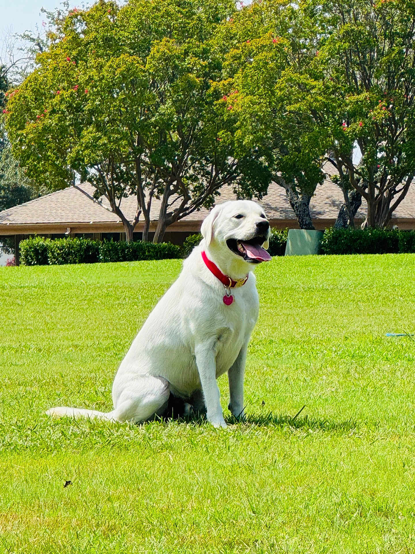 Chief joined the competition — help win amazing prizes! animal, backyard, canine, collar, daytime, dog, grass, greenery, happy, house, mammal, nature, outdoor, pet, playful, sitting, sunny, tongue_out, trees, white_dog