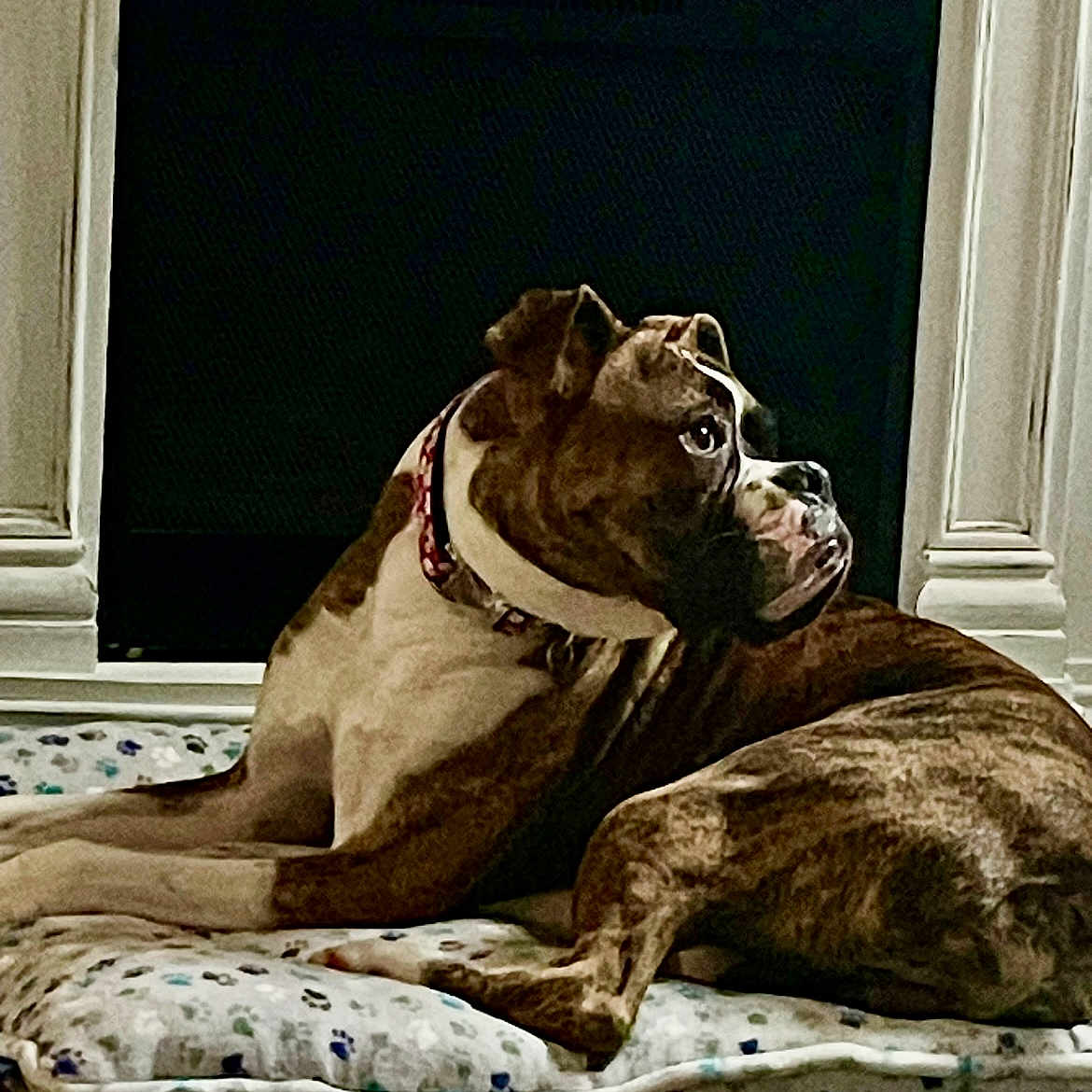 Opie is registered to the contest to win money with this photo: animal, boxer, bulldog, canine, couch, dog, dogbed, frenchbulldog, furniture, homedecor, indoors, interiordesign, person, pet, pitbull, pointer, puppy, quilt, sleeping