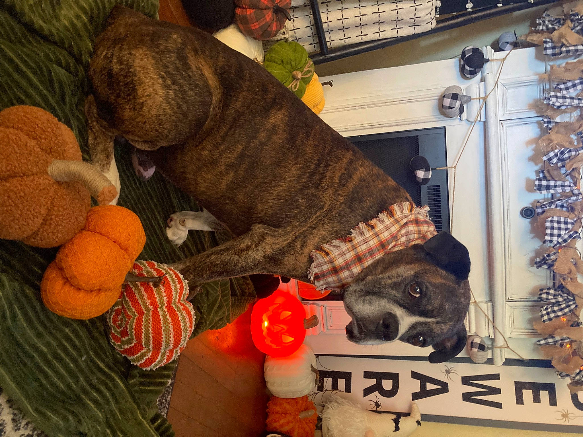 Milo joined the competition — help win amazing prizes! art, calabaza, carmine, cucurbita, flooring, fur, gourd, hat, local_food, natural_foods, pumpkin, room, stuffed_toy, thread, toy, winter_squash, wood, wool, woolen, working_animal