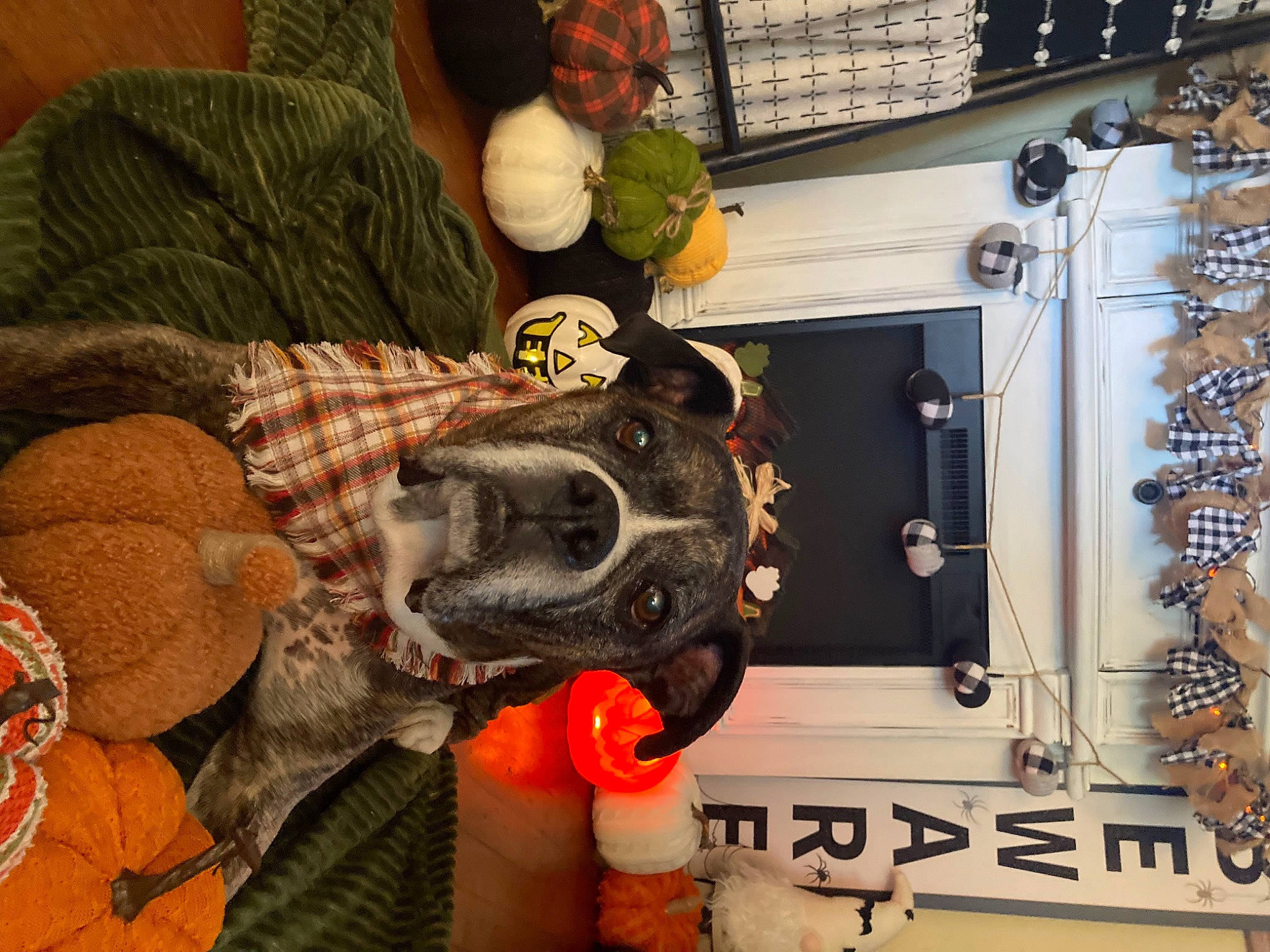 Milo joined the competition — help win amazing prizes! audio_equipment, auto_part, automotive_design, automotive_tire, calabaza, comfort, couch, cucurbita, fun, gourd, hat, helmet, machine, orange, personal_protective_equipment, pumpkin, room, stuffed_toy, toy, winter_squash