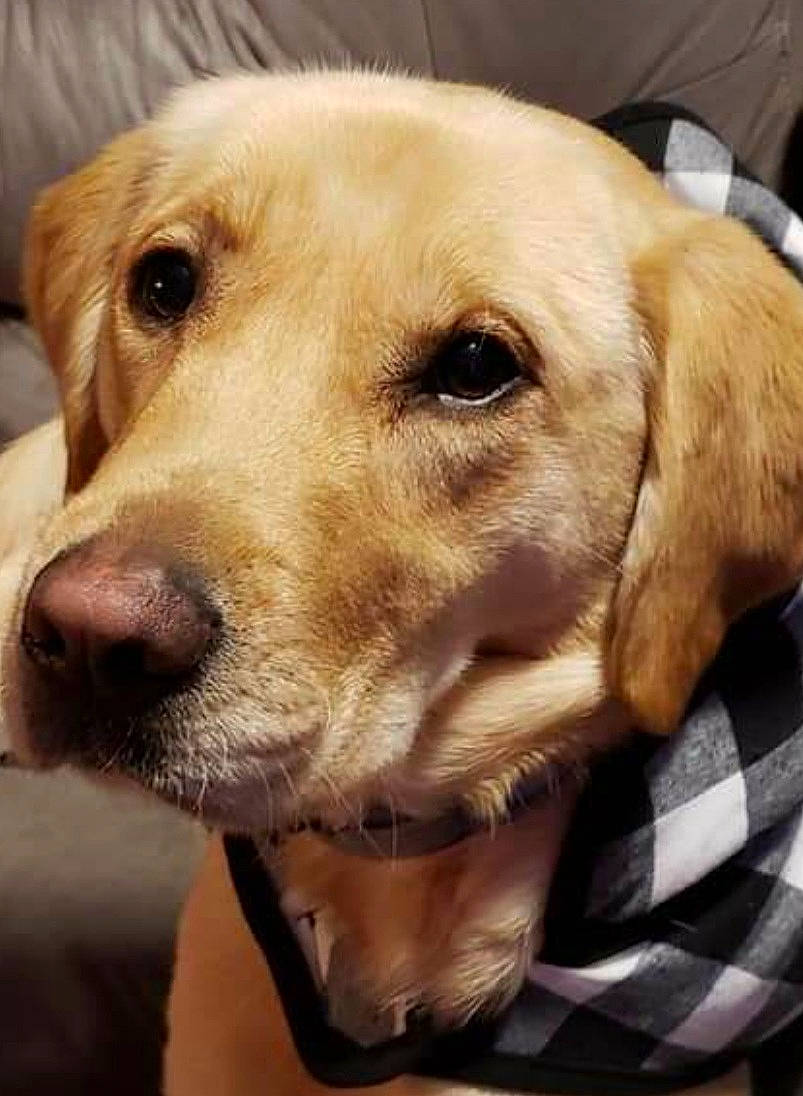 Ace is registered to the contest to win money with this photo: canidae, carnivore, collar, companion_dog, dog, dog_breed, dog_collar, ear, fawn, fur, golden_retriever, gun_dog, labrador_retriever, pet_supply, retriever, selfie, snout, sporting_group, whiskers, working_animal