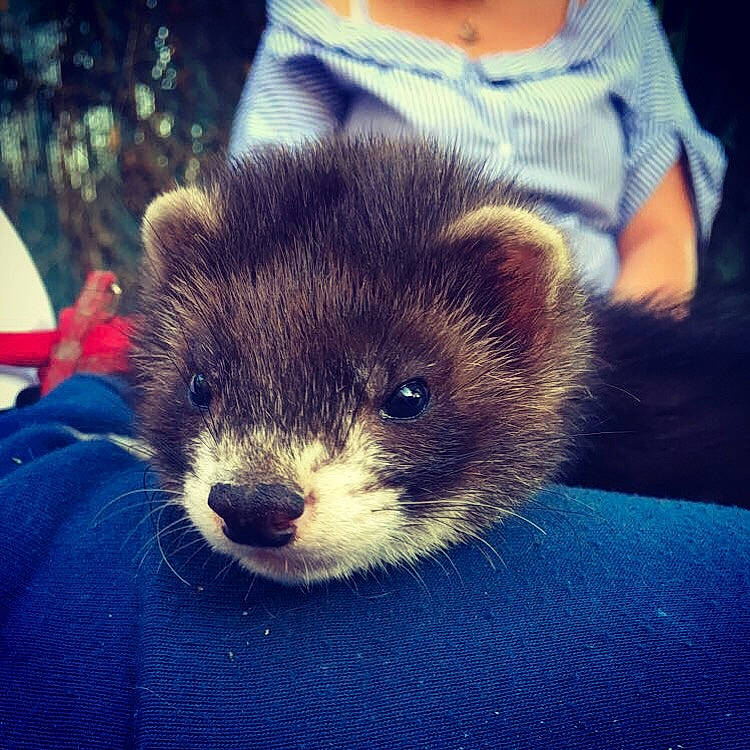 Oz a rejoint le concours — aidez-le/la à gagner de superbes lots ! carnivore, ferret, fisher, fur, mammal, marten, mink, mustelidae, mustelinae, polecat, sky, viverridae, whiskers