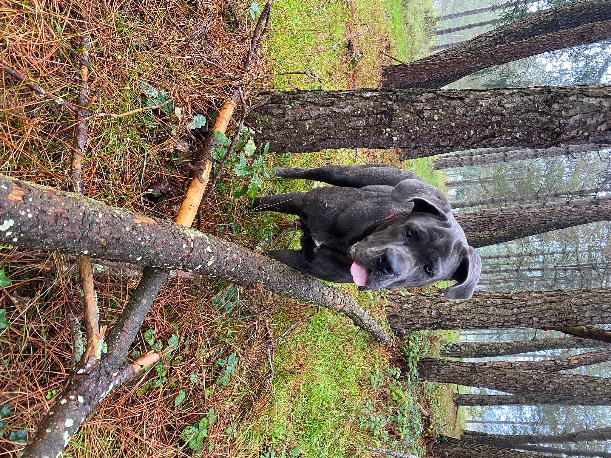 Lexa a rejoint le concours — aidez-le/la à gagner de superbes lots ! branch, canidae, carnivore, dog_breed, grass, plant, snout, soil, sporting_group, tail, terrestrial_animal, tree, trunk, twig, wildlife, wood, working_animal