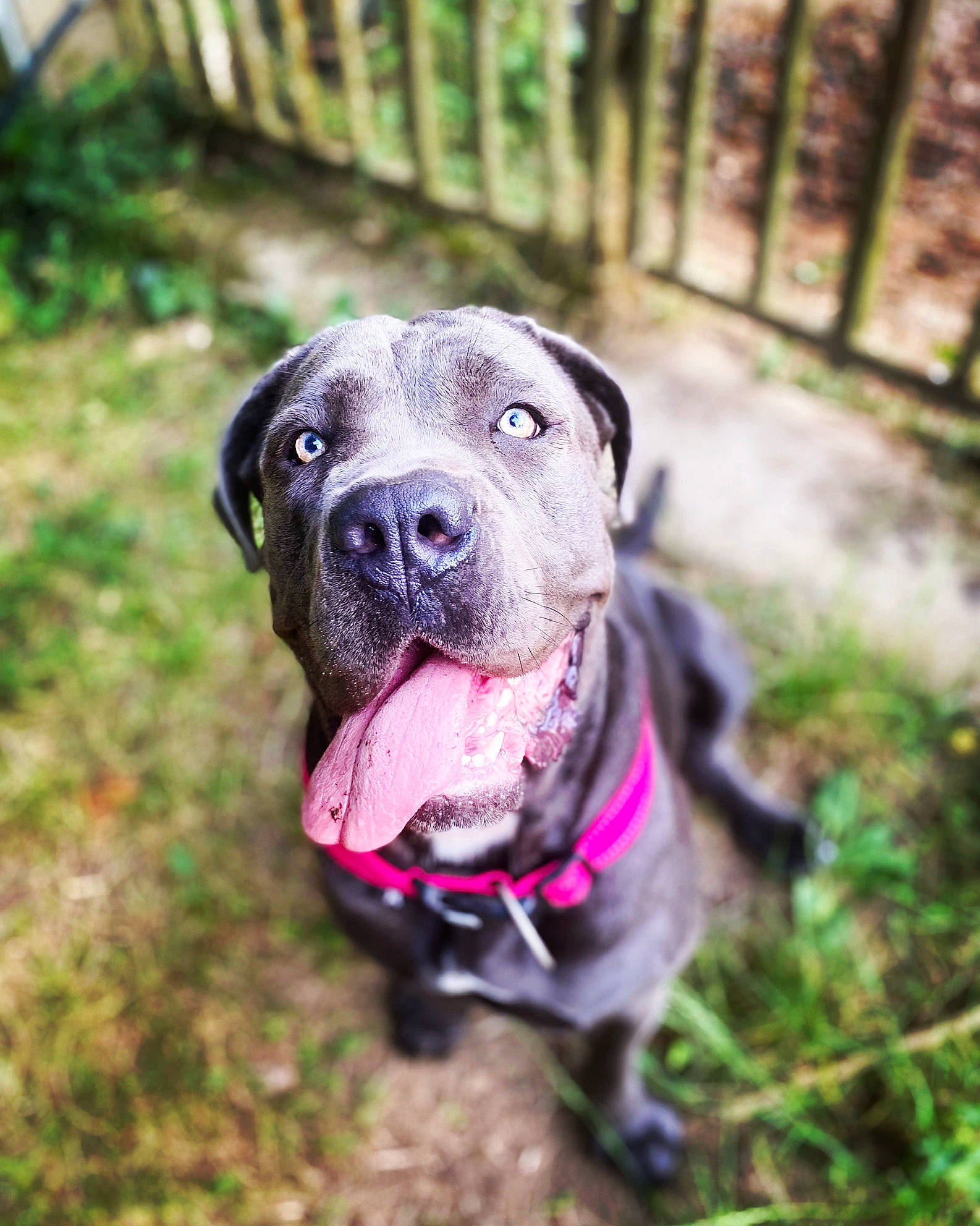 Lexa a rejoint le concours — aidez-le/la à gagner de superbes lots ! canidae, carnivore, collar, companion_dog, dog, dog_breed, dog_collar, dog_supply, fawn, fence, grass, guard_dog, molosser, non_sporting_group, pet_supply, plant, sporting_group, whiskers, working_animal, working_dog