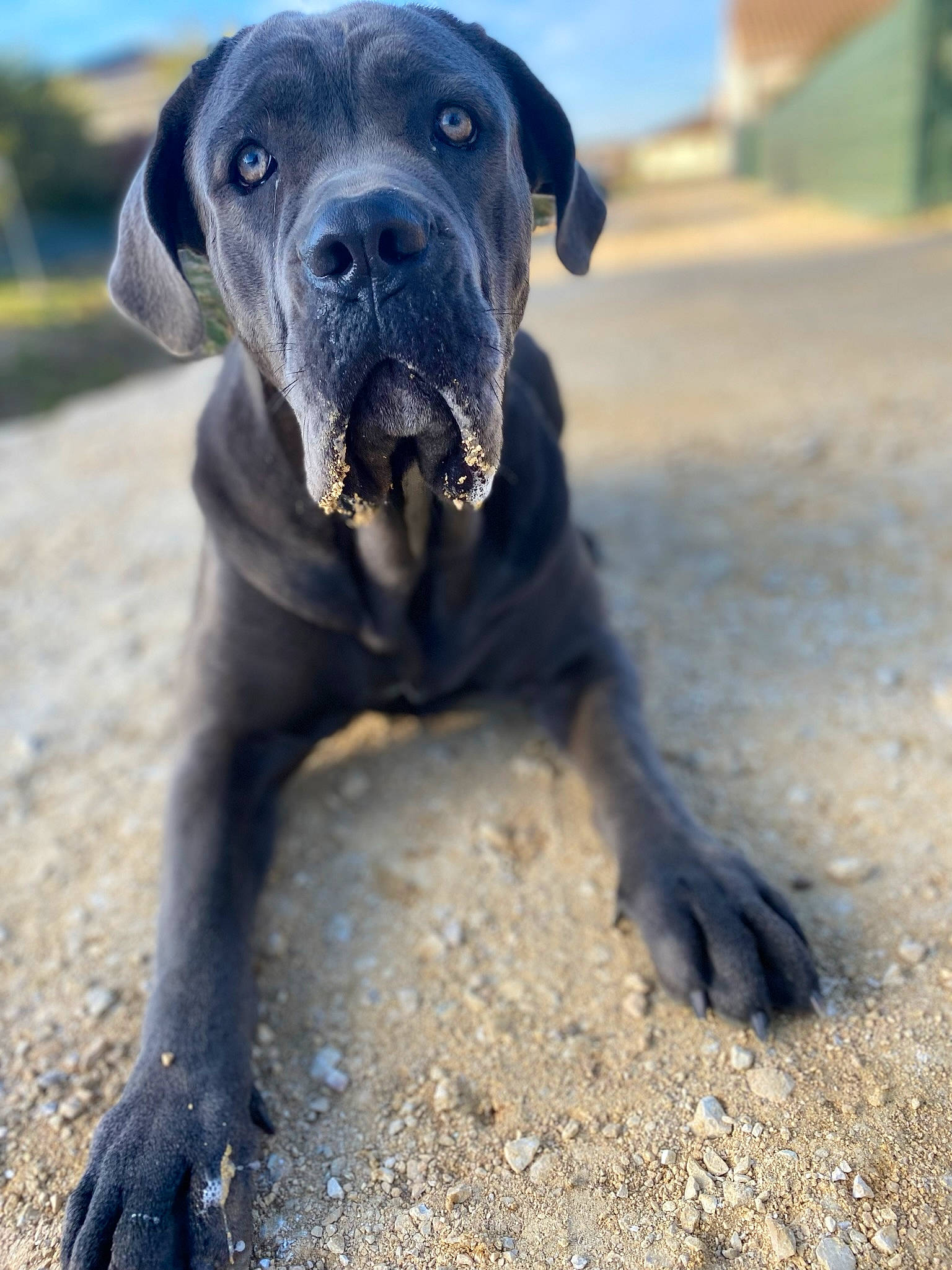 Lexa a rejoint le concours — aidez-le/la à gagner de superbes lots ! borador, canidae, carnivore, companion_dog, dog, dog_breed, electric_blue, fawn, guard_dog, gun_dog, hunting_dog, landscape, non_sporting_group, snout, soil, sporting_group, terrestrial_animal, whiskers, working_animal, working_dog