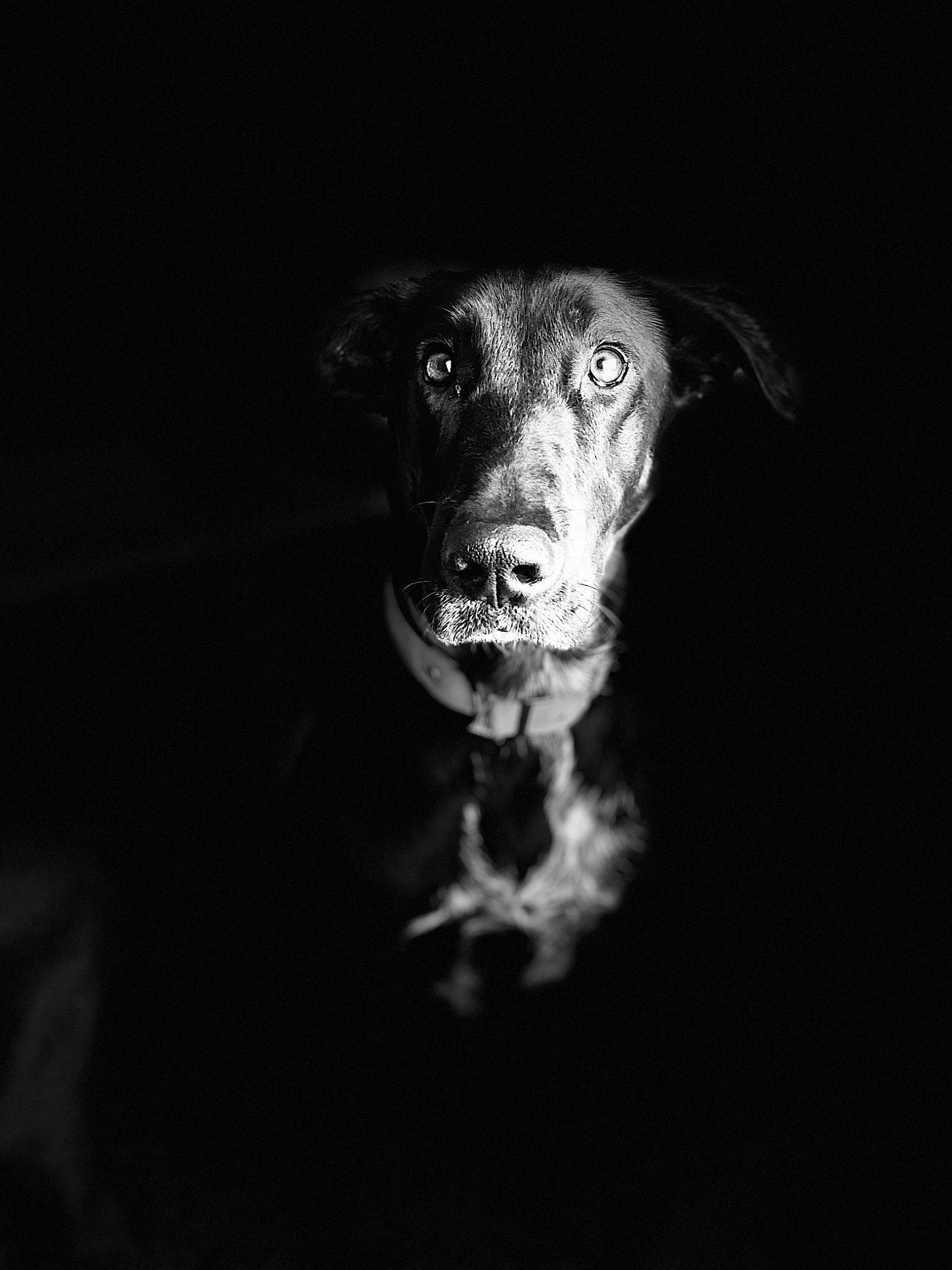 Kiara a rejoint le concours — aidez-le/la à gagner de superbes lots ! canidae, carnivore, circle, companion_dog, darkness, dog, dog_breed, eye, flash_photography, fur, gun_dog, monochrome, monochrome_photography, night, snout, sporting_group, still_life_photography, terrestrial_animal, whiskers, working_animal
