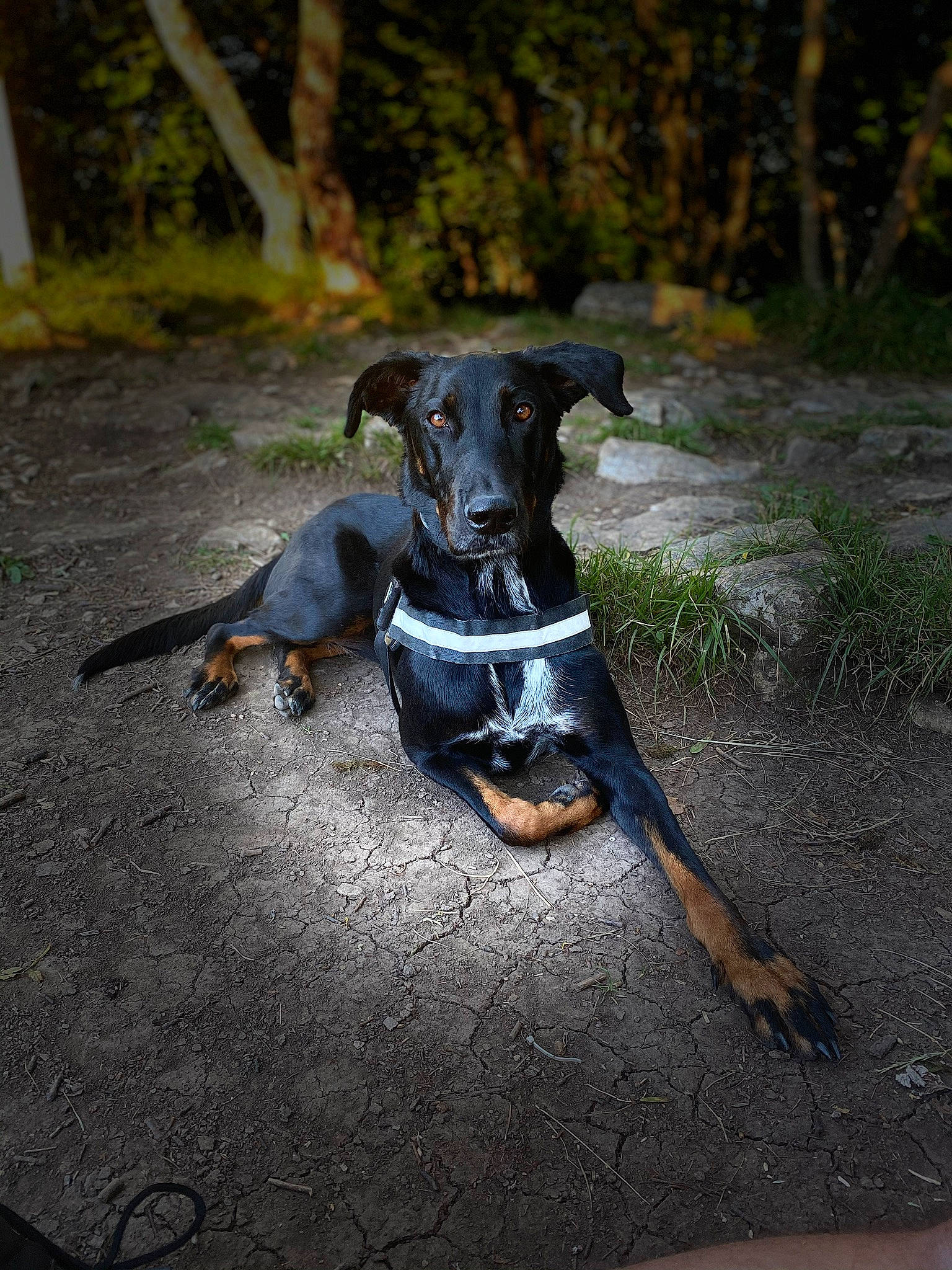 Kiara a rejoint le concours — aidez-le/la à gagner de superbes lots ! adventure, canidae, carnivore, collar, companion_dog, dog, dog_breed, dog_collar, dog_supply, electric_blue, event, fawn, grass, pet_supply, plant, snout, sporting_group, tree, working_animal, working_dog
