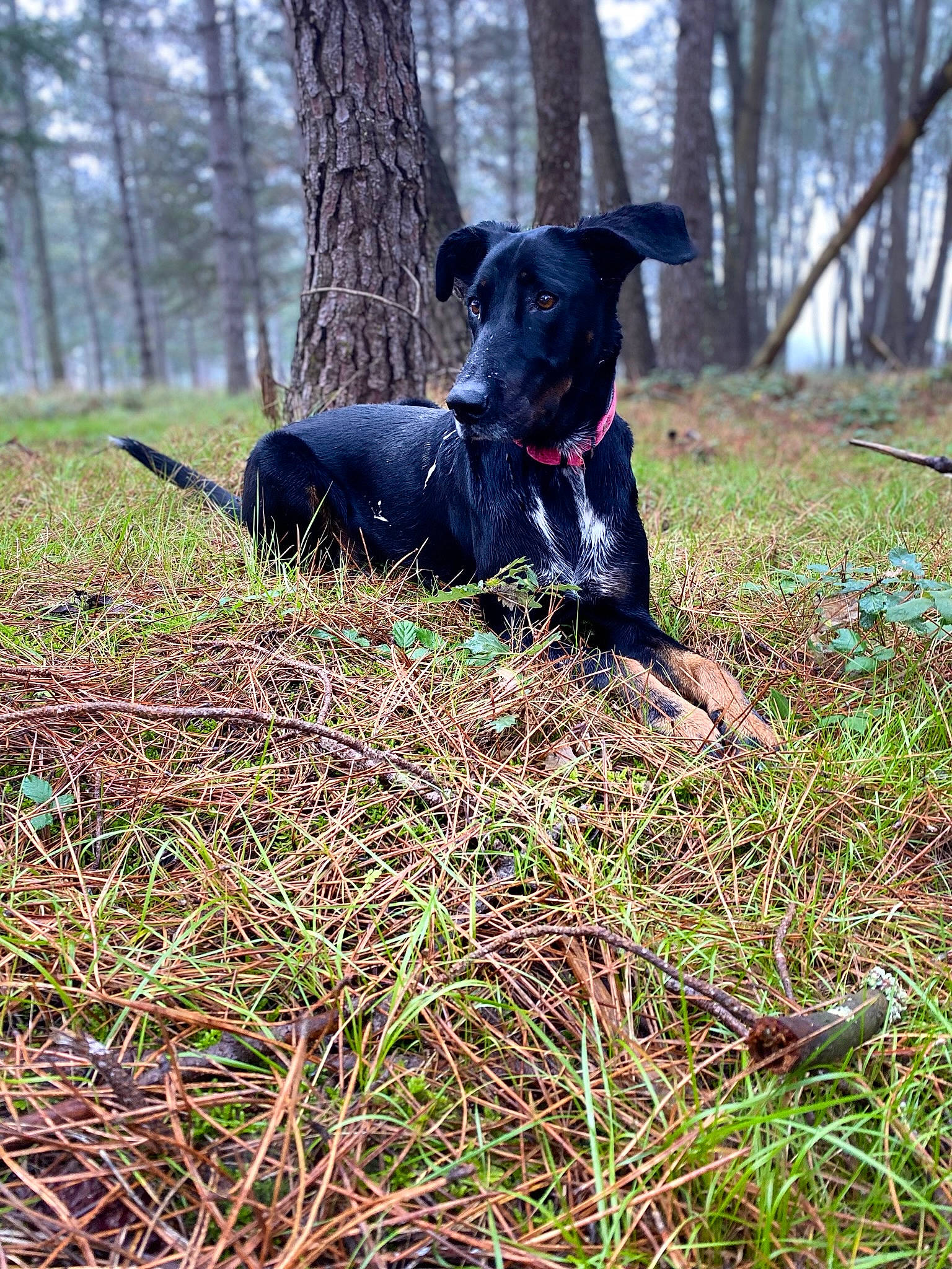 Kiara a rejoint le concours — aidez-le/la à gagner de superbes lots ! borador, canidae, carnivore, companion_dog, dog, dog_breed, forest, grass, grass_family, gun_dog, natural_landscape, plant, sporting_group, tail, temperate_broadleaf_and_mixed_forest, tree, trunk, wood, woodland, working_animal