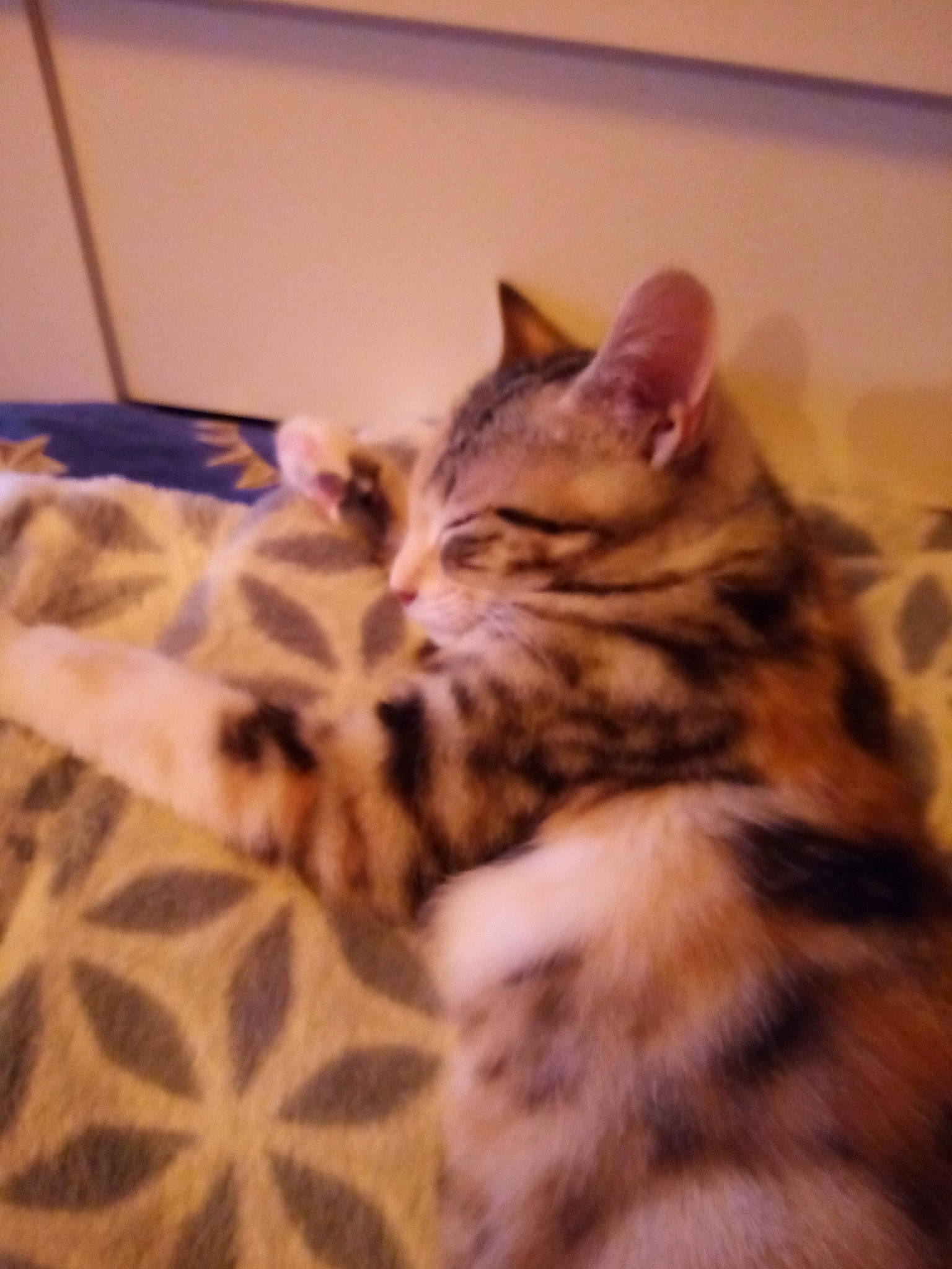 Lina a rejoint le concours — aidez-le/la à gagner de superbes lots ! bed, carnivore, cat, claw, comfort, domestic_short_haired_cat, eye, fawn, felidae, flooring, fur, paw, room, small_to_medium_sized_cats, snout, tail, terrestrial_animal, whiskers, wildlife, wood