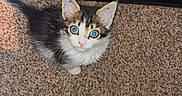 Blaze is registered to the contest to win money with this photo: kitten, cat, fluffy, long_hair, blue_eyes, wide_eyed, staring, pet, animal, carpet, staircase, indoor, home, wood, floor, black_and_white, tabby, whiskers, tail, portrait