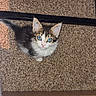 kitten, cat, fluffy, long_hair, blue_eyes, wide_eyed, staring, pet, animal, carpet, staircase, indoor, home, wood, floor, black_and_white, tabby, whiskers, tail, portrait