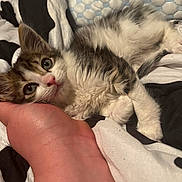 Blaze is registered to the contest to win money with this photo: kitten, cat, animal, pet, fluffy, fur, tabby, white_fur, brown_fur, blue_eyes, pink_nose, lying_down, sleeping, bed, blanket, pillow, cozy, indoors, close_up, adorable