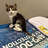 Blaze is registered to the contest to win money with this photo: kitten, cat, fluffy, black_and_white, long_hair, sitting, portrait, pet, animal, whiskers, ears, eyes, indoors, book, text, digital_scale, table, blue_background, cute, photography
