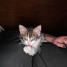Blaze joined the competition — help win amazing prizes! kitten, cat, animal, pet, fluffy, tabby, white_paws, pink_nose, green_eyes, grooming, licking, sitting, blanket, bed, cozy, indoor, close_up, portrait, dark_background, hand