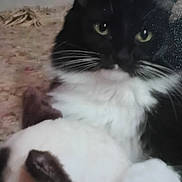 Will joined the competition — help win amazing prizes! animal, black_and_white, blurred, carpet, cat, close_up, cozy, cute, domestic, feline, fur, green_eyes, indoor, mammal, pet, portrait, resting, soft, whiskers