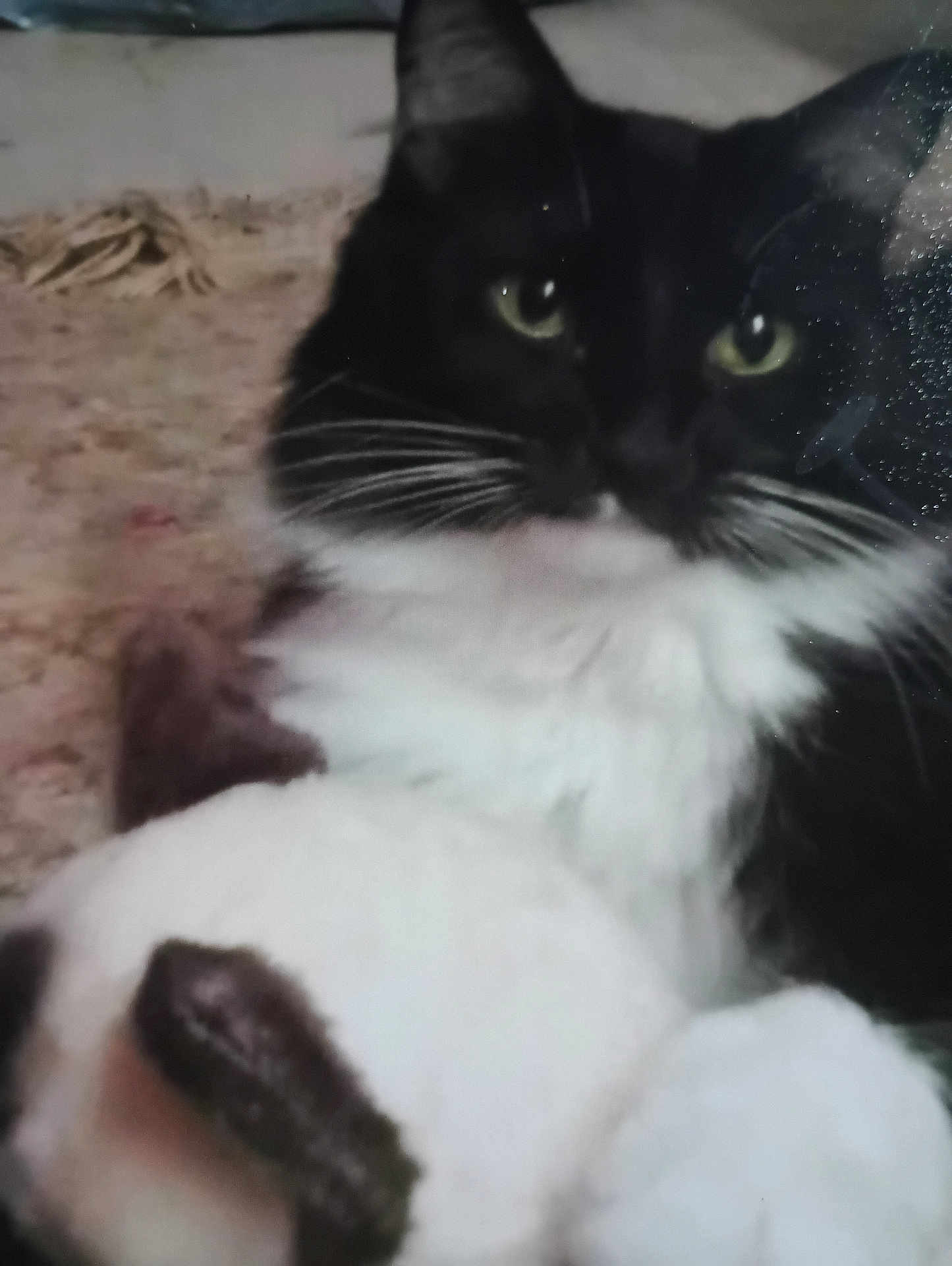Will joined the competition — help win amazing prizes! animal, black_and_white, blurred, carpet, cat, close_up, cozy, cute, domestic, feline, fur, green_eyes, indoor, mammal, pet, portrait, resting, soft, whiskers