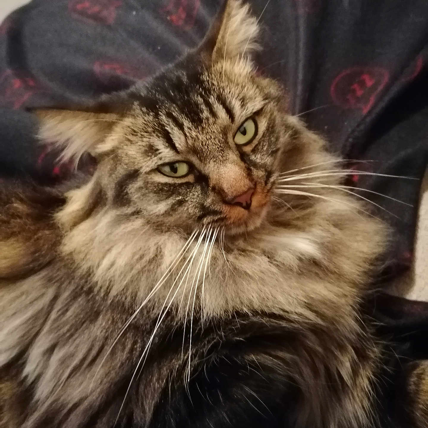 Oscar a rejoint le concours — aidez-le/la à gagner de superbes lots ! abyssinian, angora, animal, blanket, bodypart, brasssection, cat, couch, furniture, horn, kitten, manx, mouth, musicalinstrument, person, pet, siamese, wood