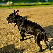 Perzy a rejoint le concours — aidez-le/la à gagner de superbes lots ! dog, black_dog, canine, pet, tongue_out, collar, standing, dirt_ground, park, outdoor, shadow, sunlight, bokeh_background, grass, short_hair, muscular, paws, tail, playful, portrait