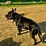 dog, black_dog, canine, pet, tongue_out, collar, standing, dirt_ground, park, outdoor, shadow, sunlight, bokeh_background, grass, short_hair, muscular, paws, tail, playful, portrait