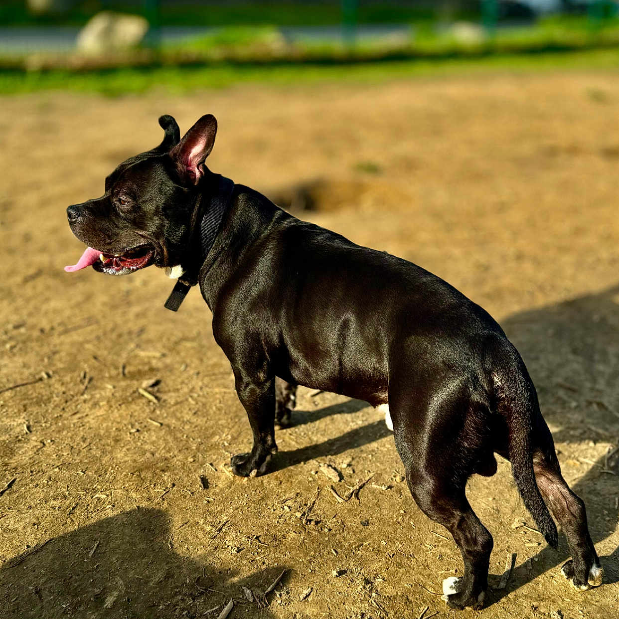 Perzy a rejoint le concours — aidez-le/la à gagner de superbes lots ! black_dog, bokeh_background, canine, collar, dirt_ground, dog, grass, muscular, outdoor, park, paws, pet, playful, portrait, shadow, short_hair, standing, sunlight, tail, tongue_out